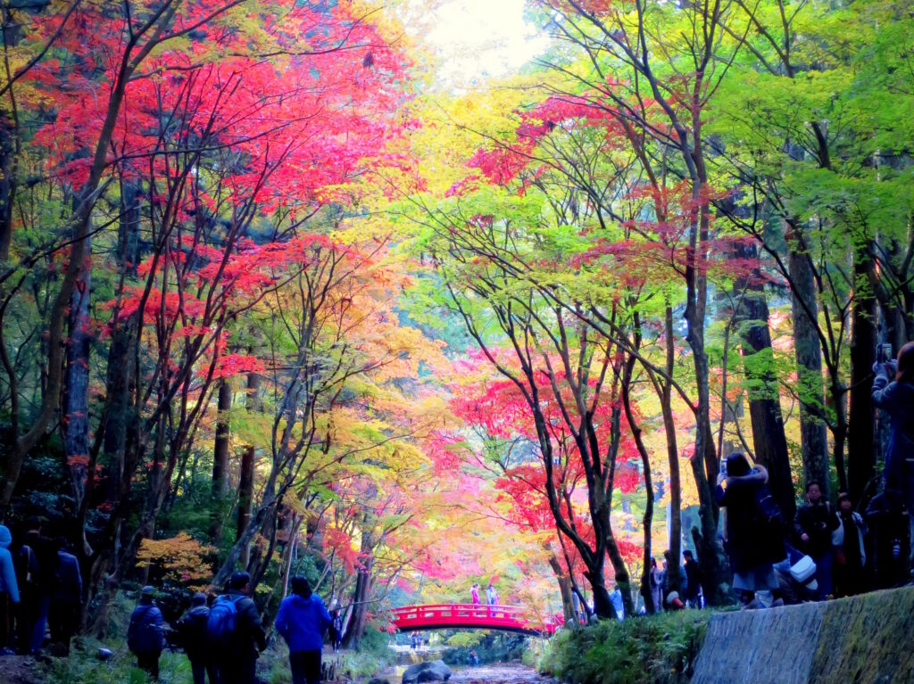 静岡観光 紅葉を見るなら小国神社がおすすめ 渋滞回避法も紹介するよ ペタエリ英語