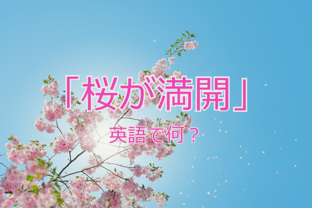 桜が見頃 満開 は英語で何 音声付き例文で解説 ペタエリ英語